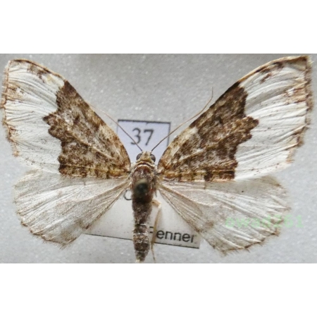Euphyia biangulata (Haworth, 1809) Czech37